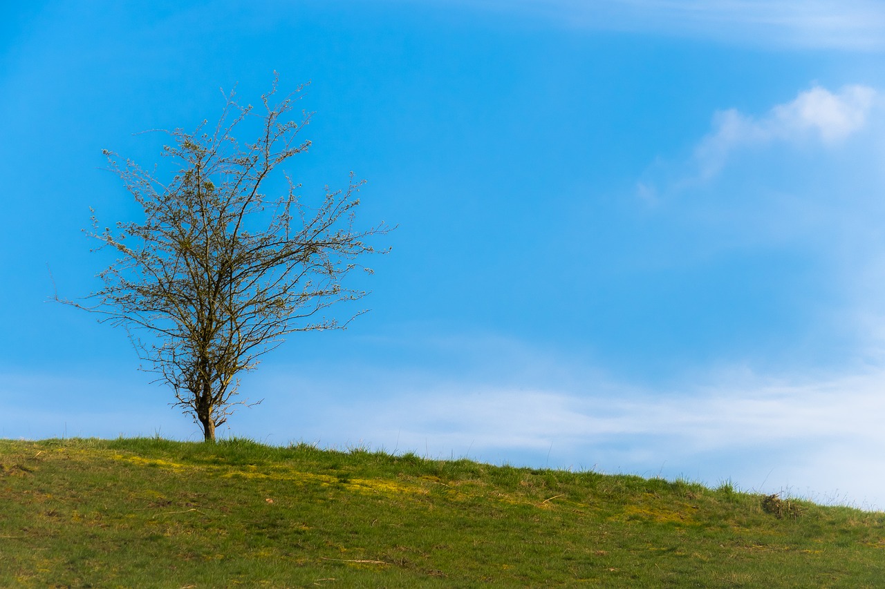 tree  meadow  sky free photo