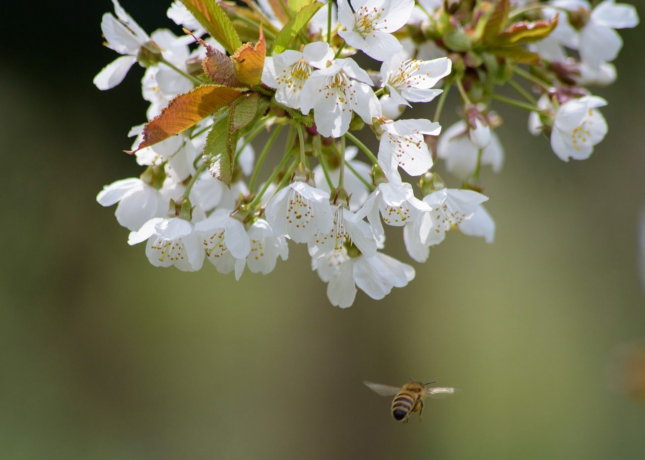 tree  bee  spring free photo