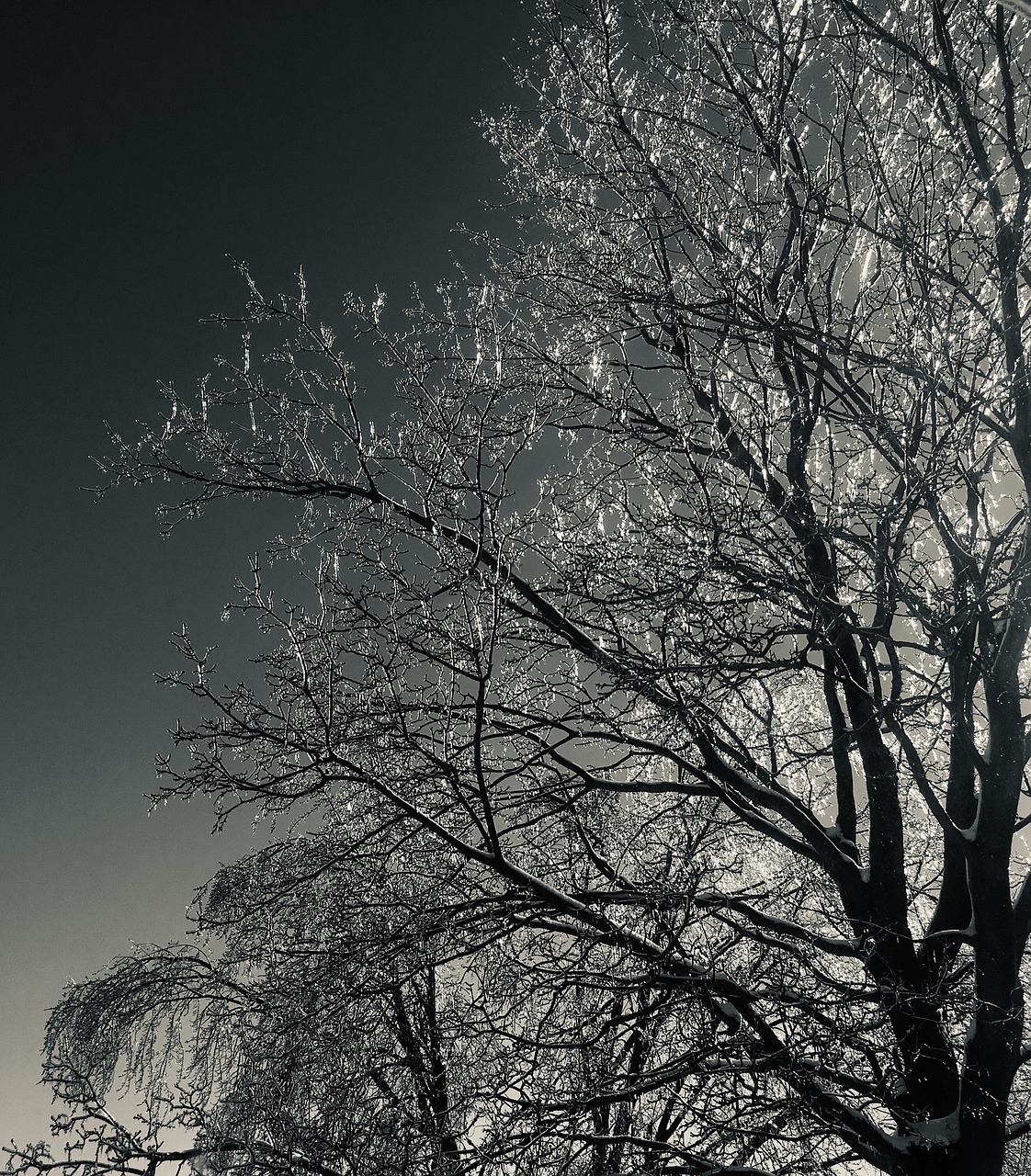 tree  winter  night free photo