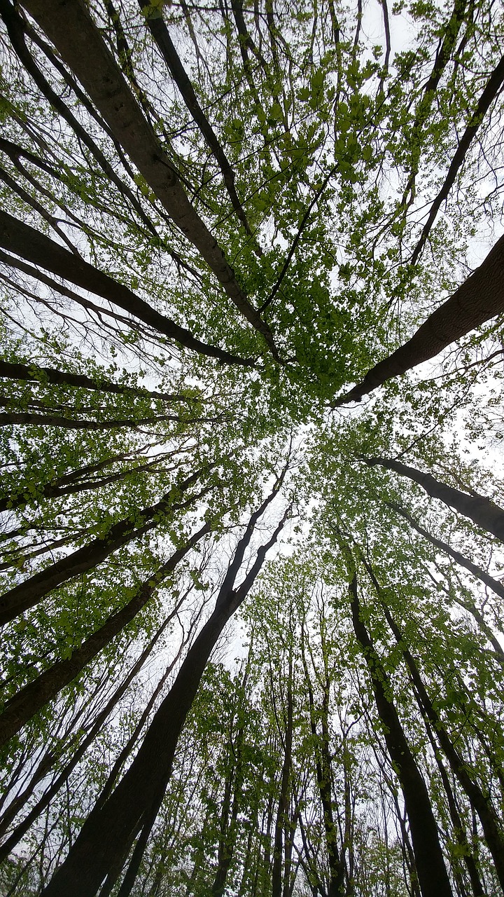 tree  forest  sky free photo