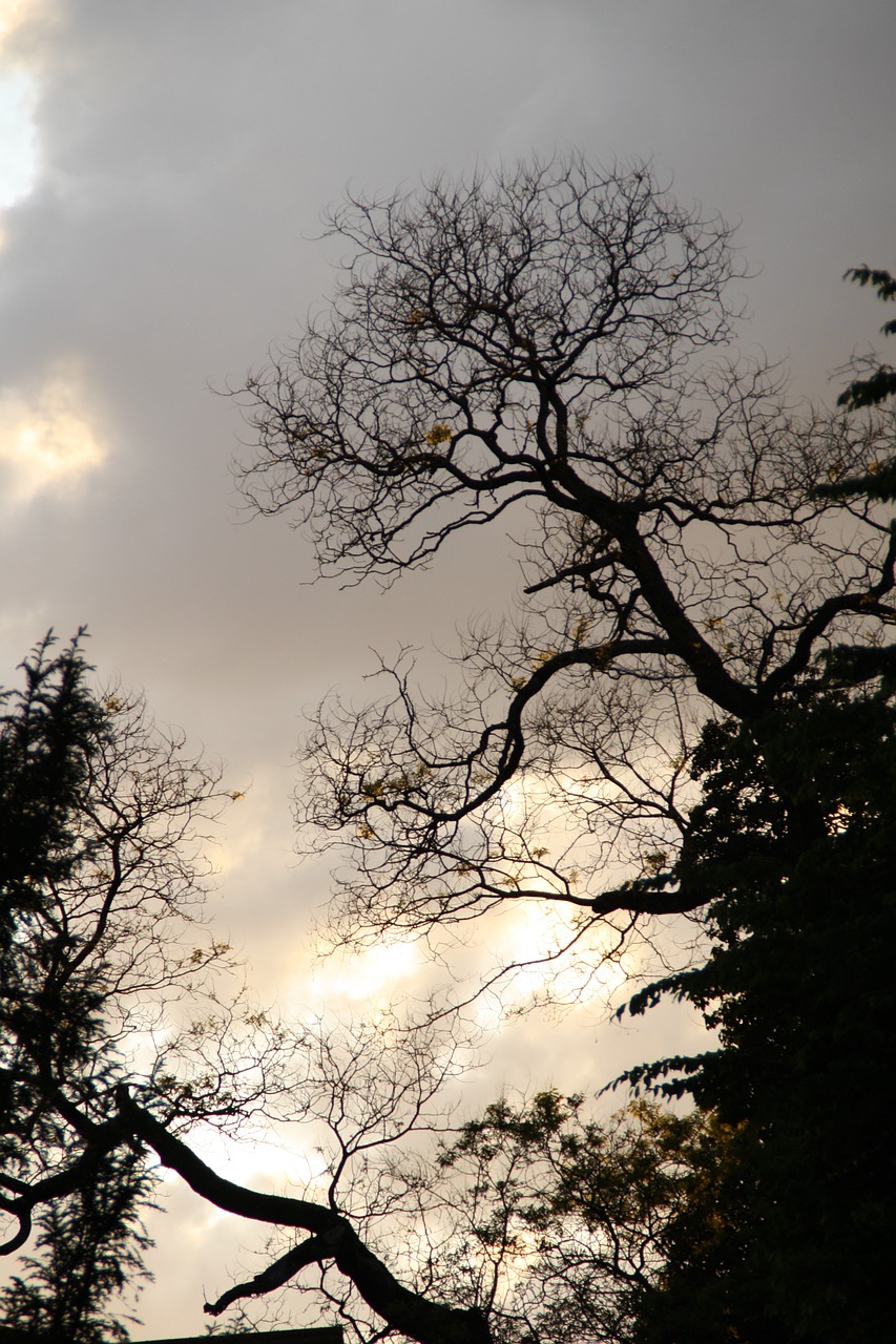 tree night silhouette free photo