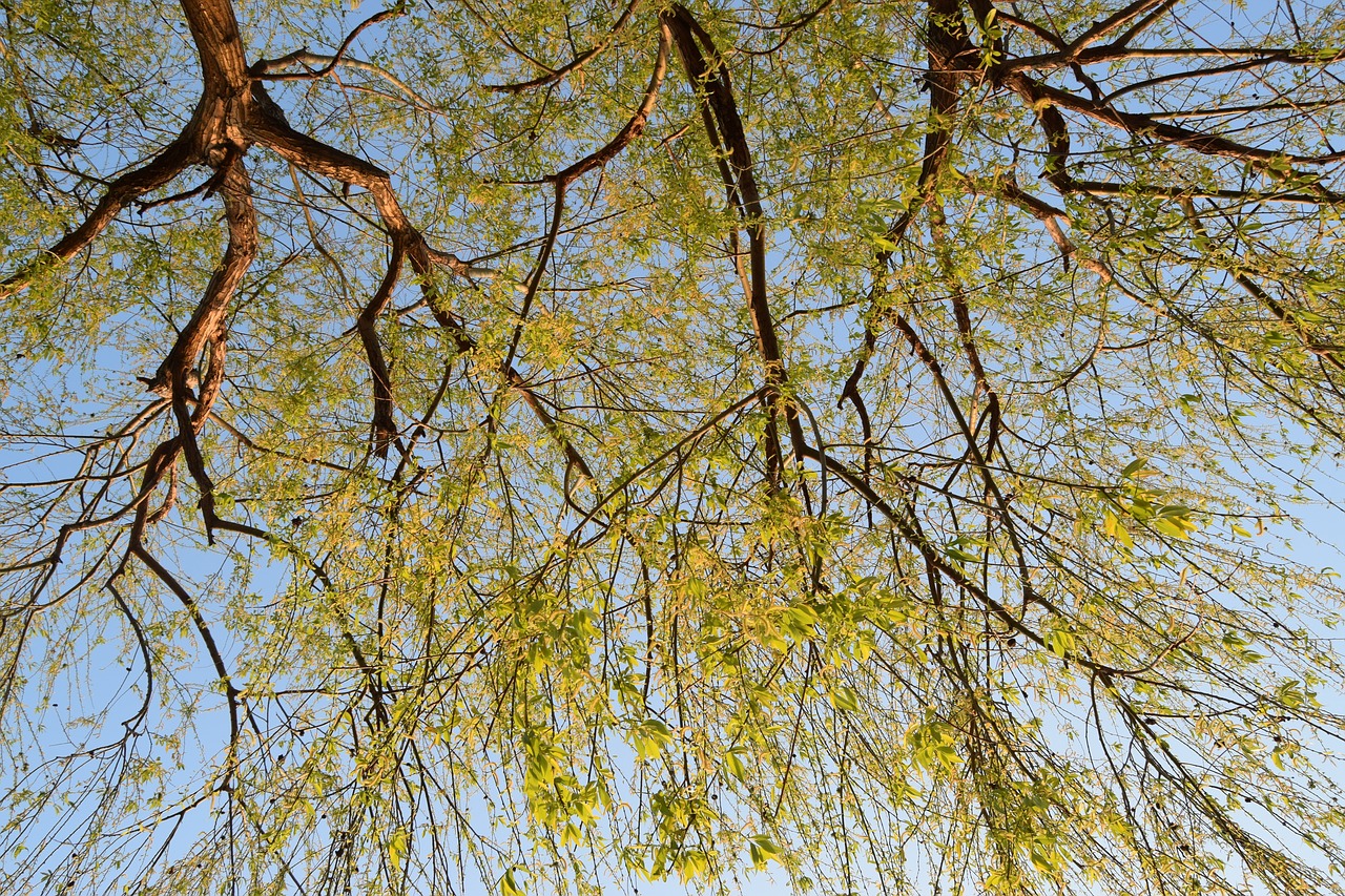 tree  nature  autumn free photo