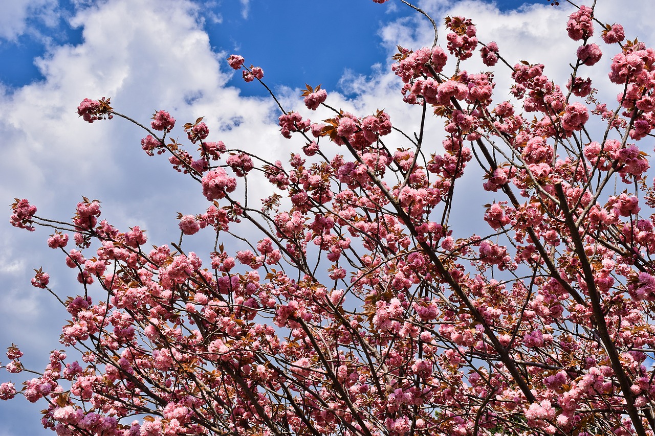 tree  cherry  spring free photo