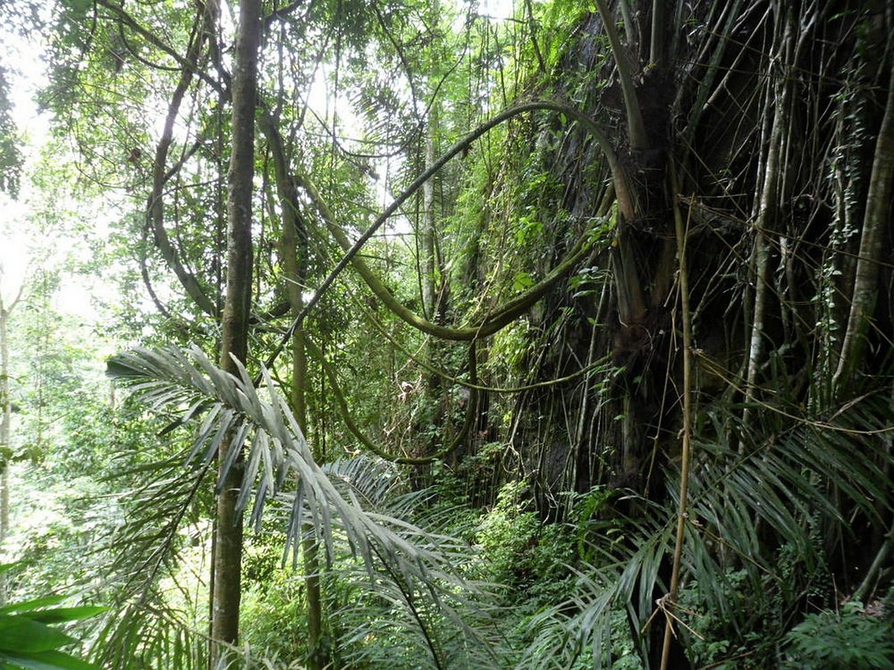 tree forest lianas free photo