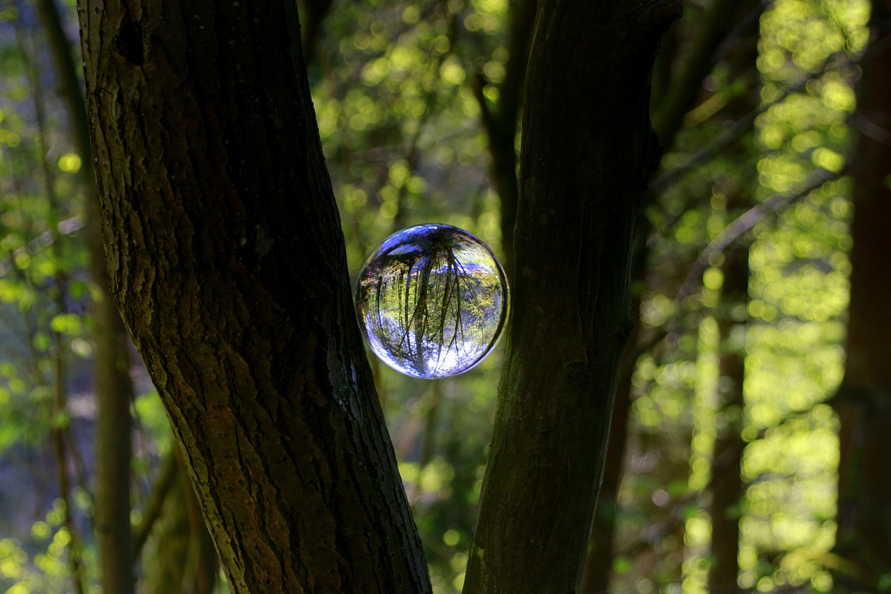 tree  forest  glass ball free photo