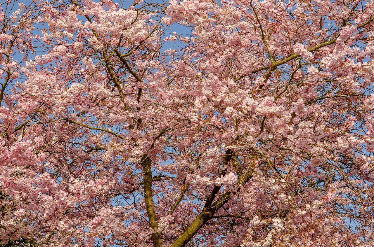 tree  flower  spring free photo