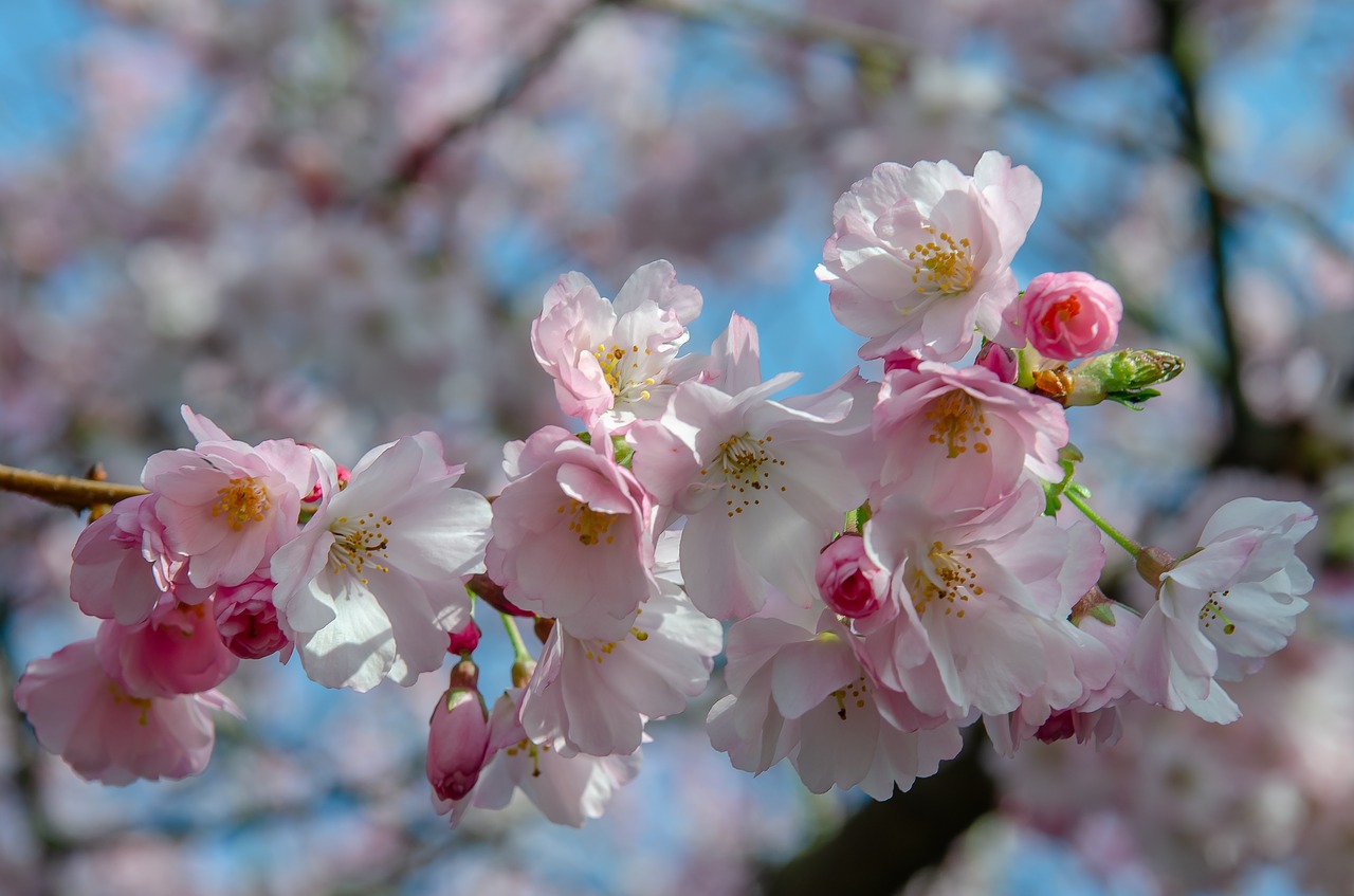 tree  flower  spring free photo