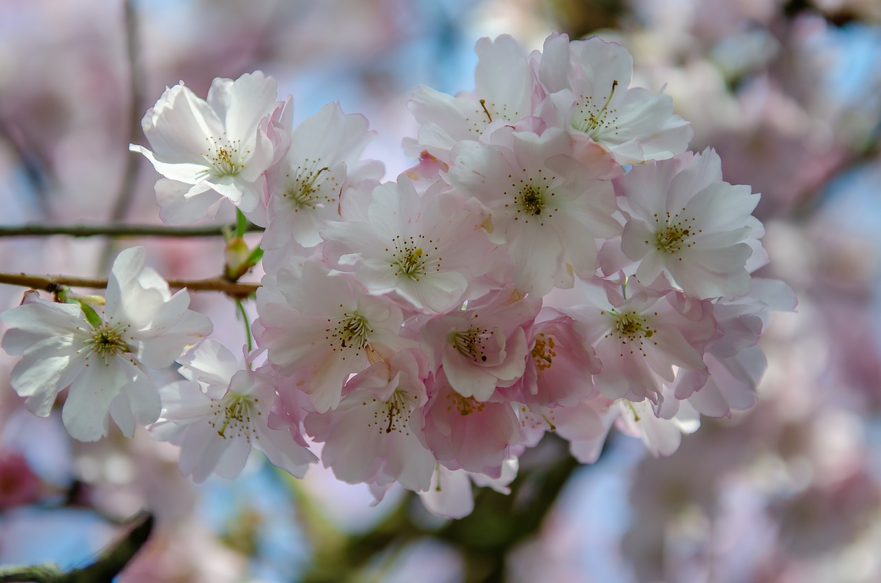 tree  flower  spring free photo