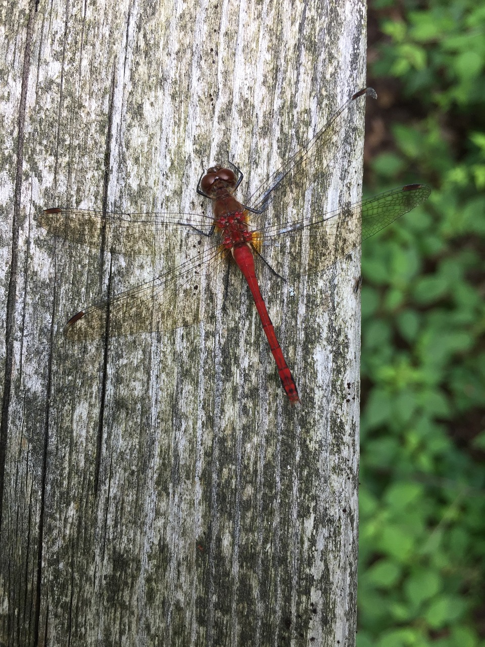 tree  trunk  firefly free photo