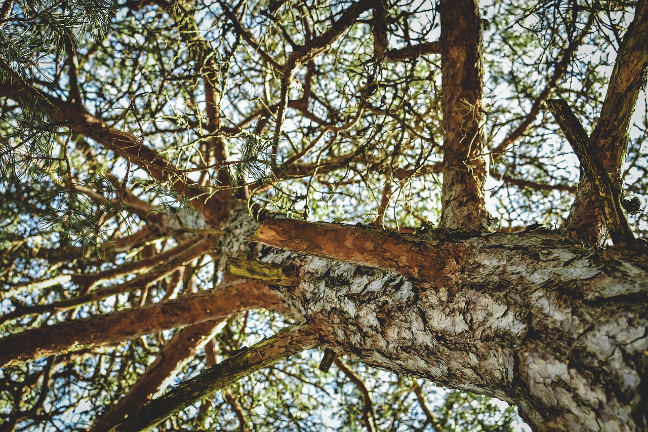 tree  strain  pine free photo