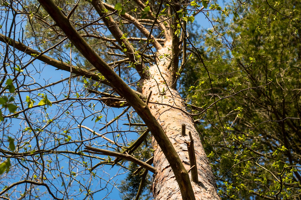 tree  ascending  aspiring free photo