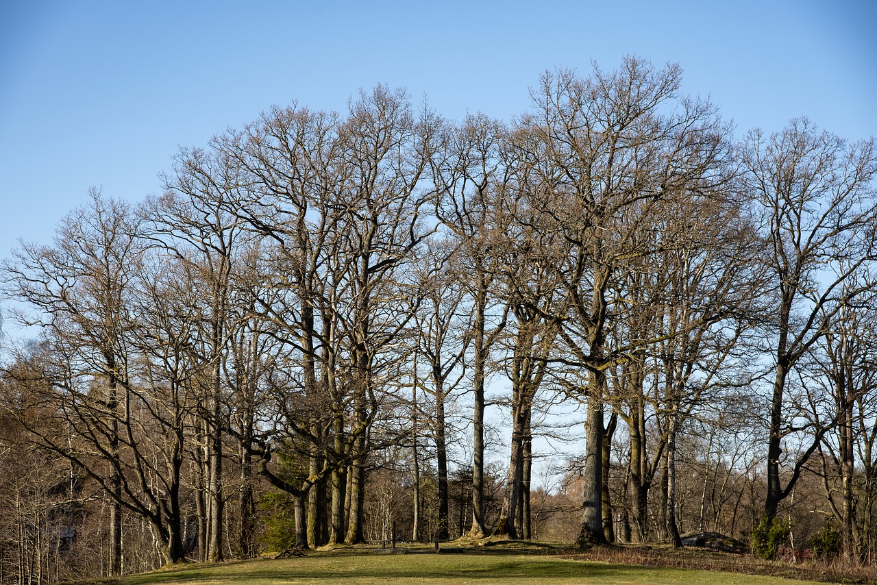 tree  spring  forest free photo