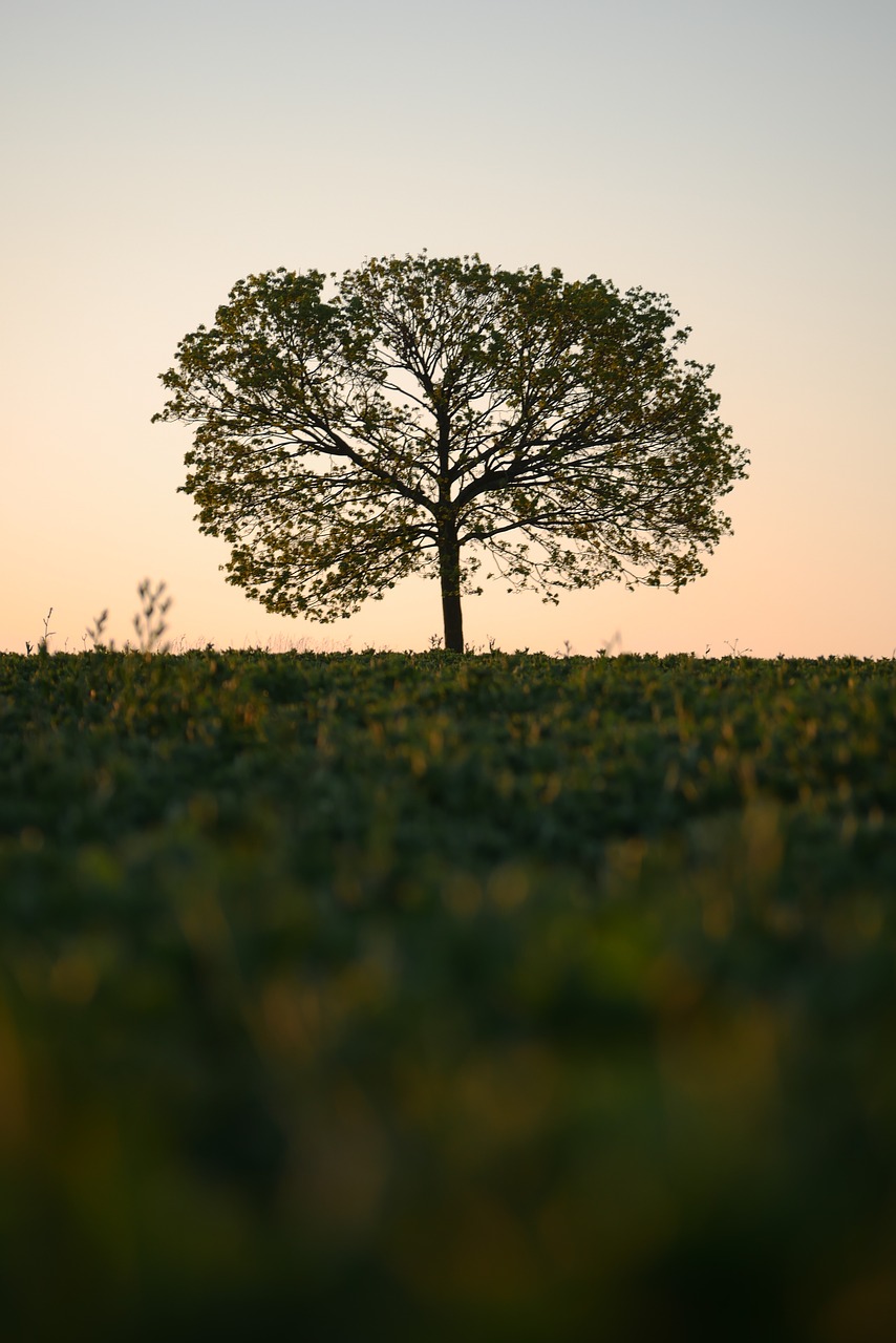 tree  sunrise  arable free photo