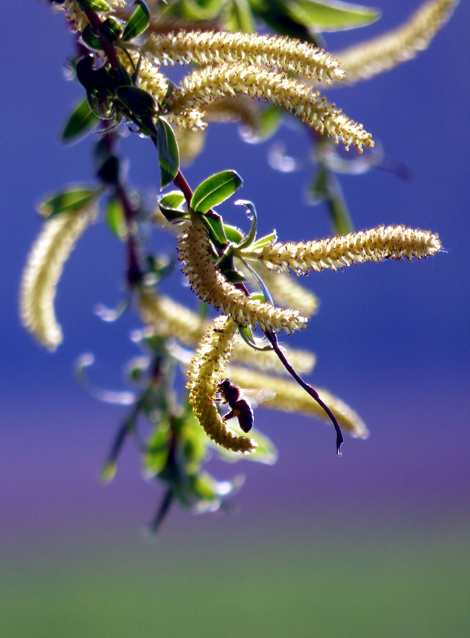 tree  willow  bee free photo