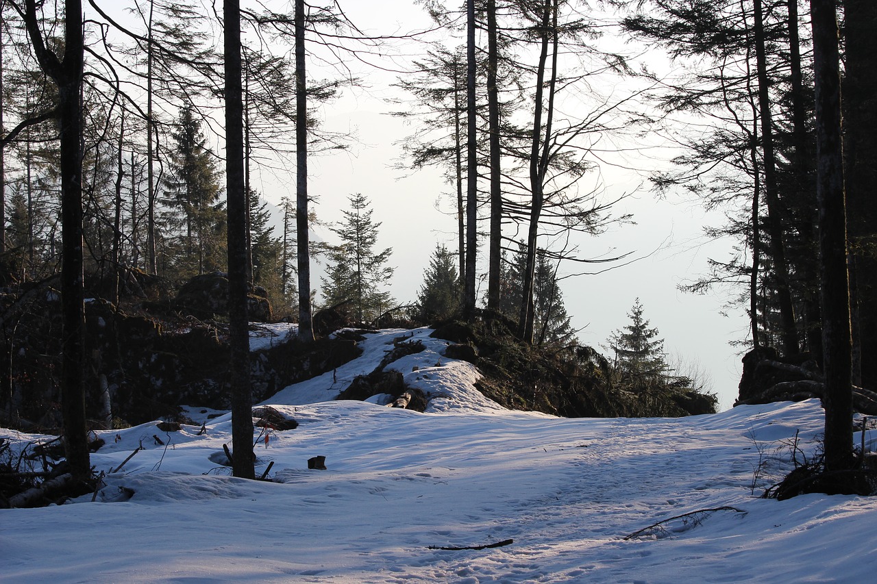 tree  snow  winter free photo