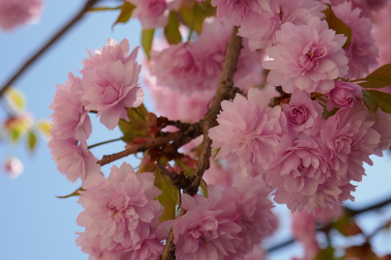 tree  trees  flowers free photo