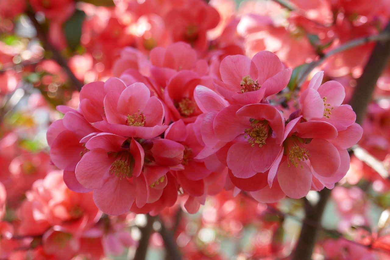 tree  trees  flowers free photo