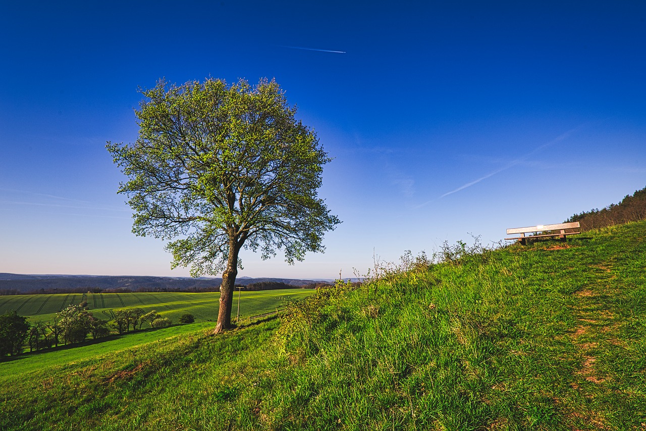 tree  sky  horizon free photo