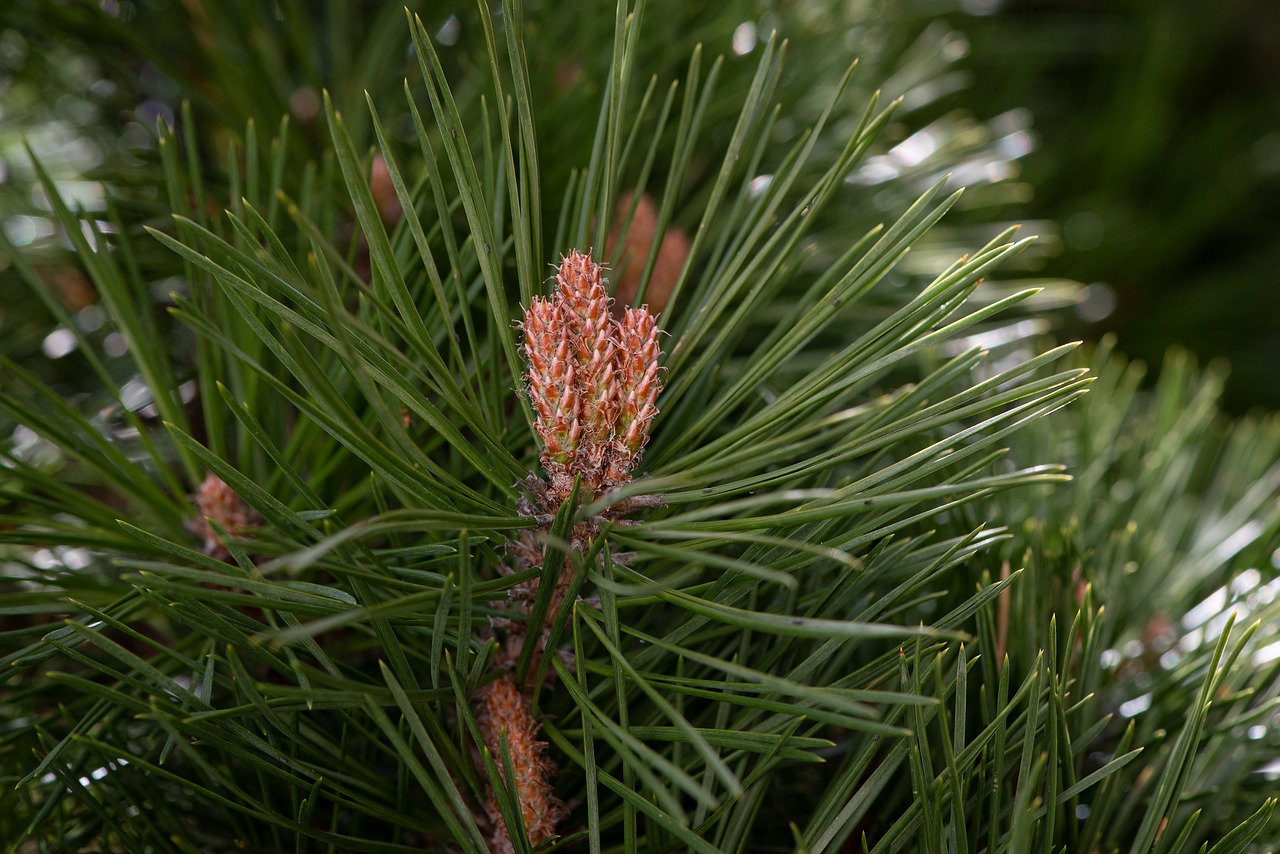 tree  conifer  needles free photo