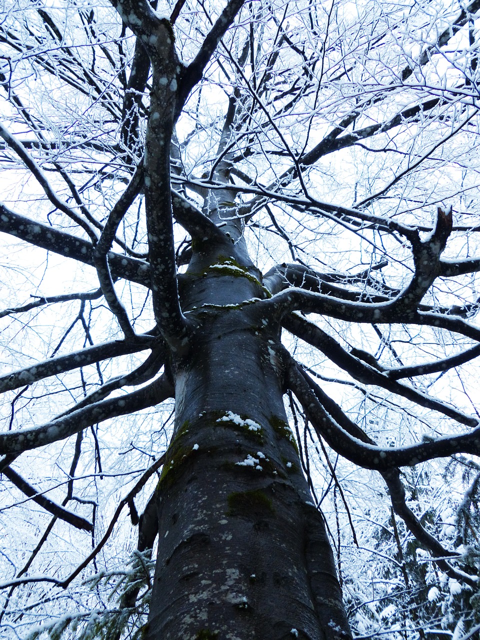 tree  forest  winter free photo