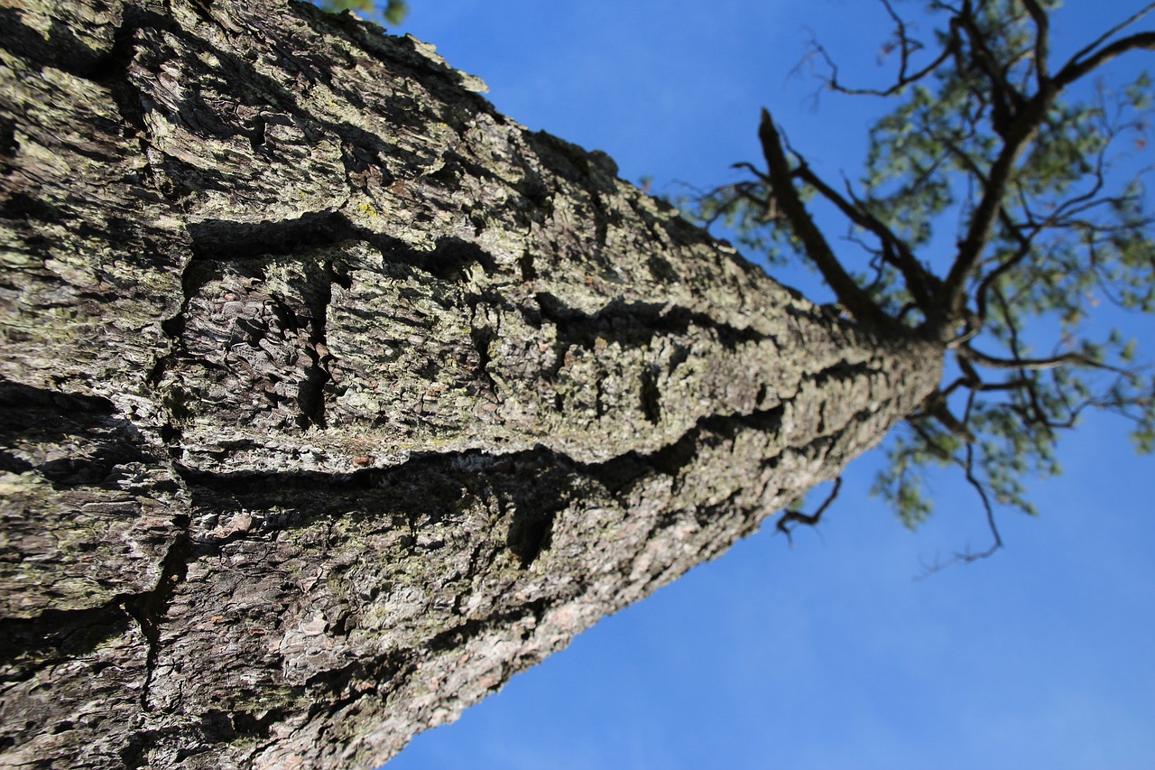 tree  thailand  nature free photo