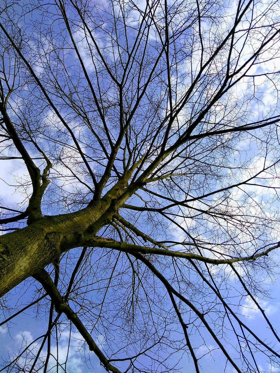 Какой день дерево. День дерева. Spring Day дерево. Деревья днем вблизи. День деревья светло.