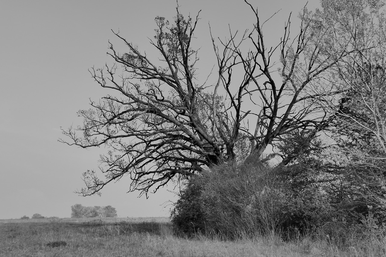 tree  solitérny  oak free photo