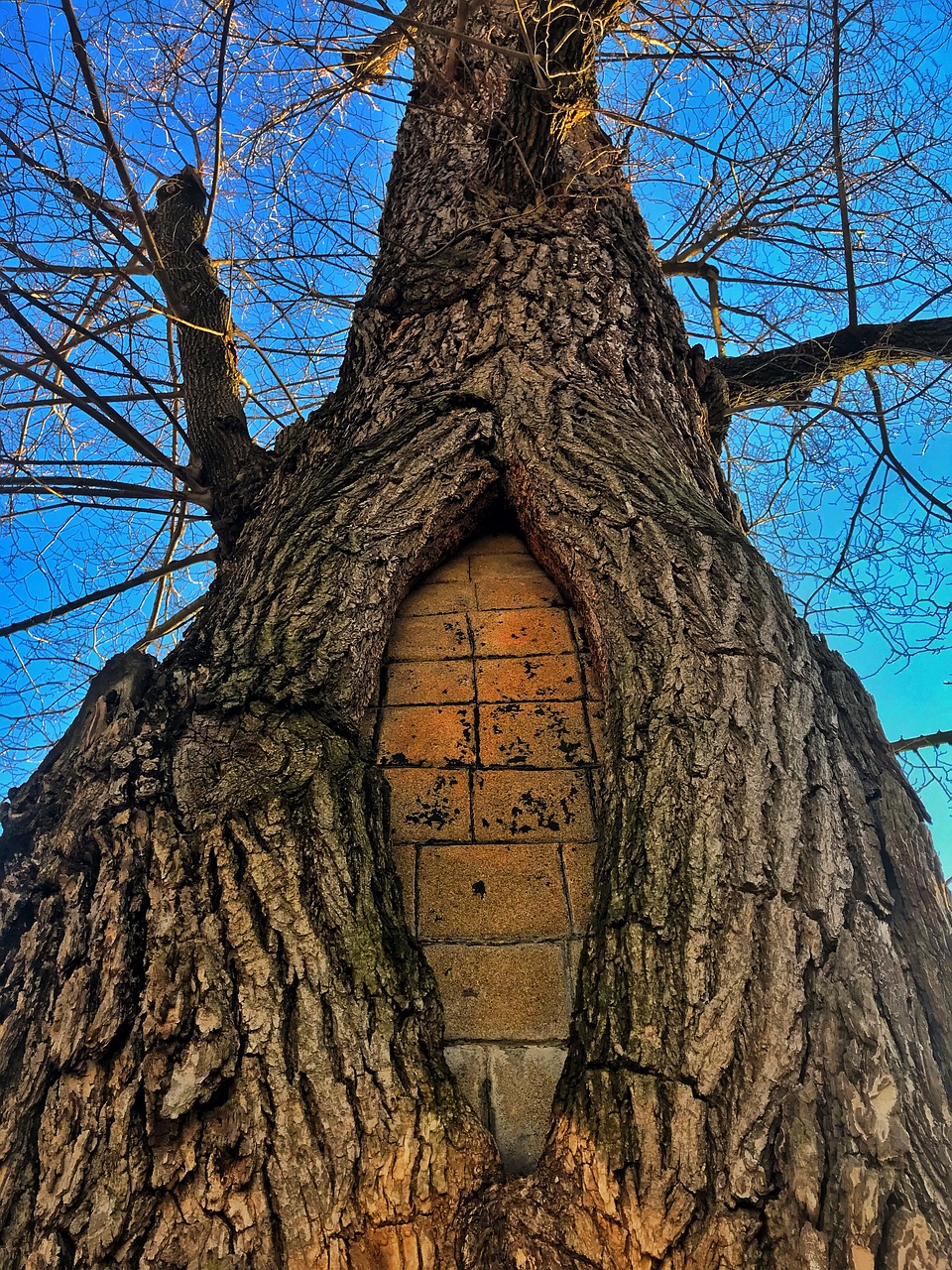 tree  bricks  blue sky free photo