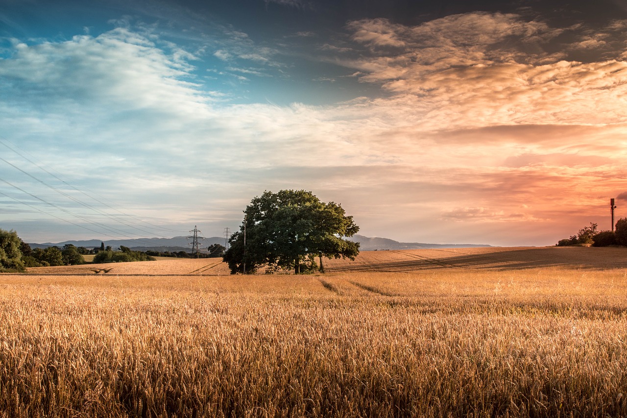 tree  nature  lonely free photo