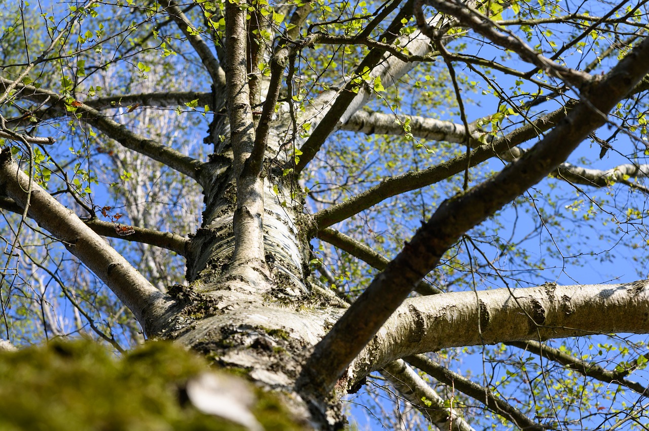 tree  birch  bark free photo