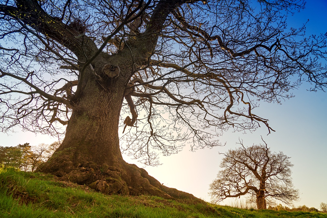 tree  kahl  winter free photo