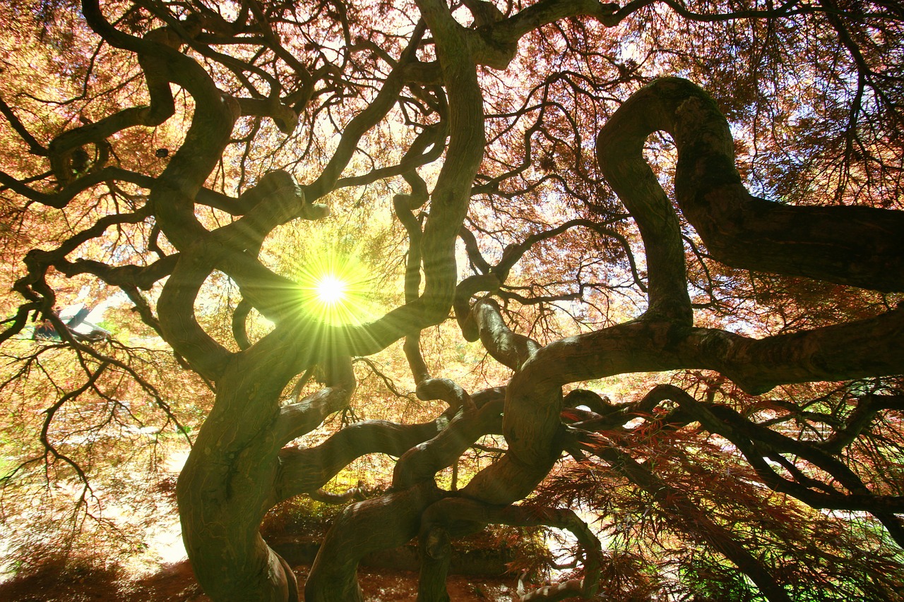 tree  mystical  mood free photo