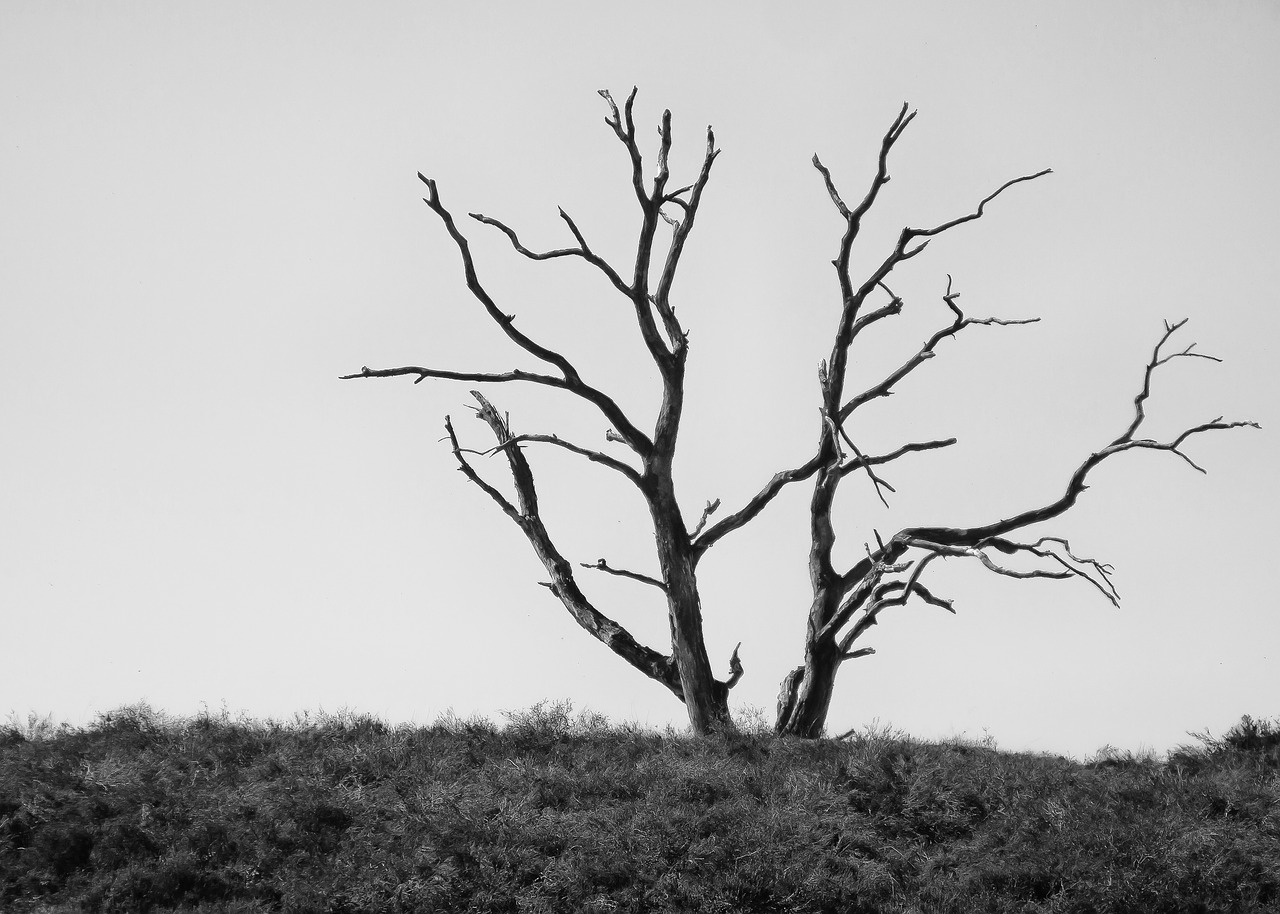 tree  dying tree  nature conservation free photo