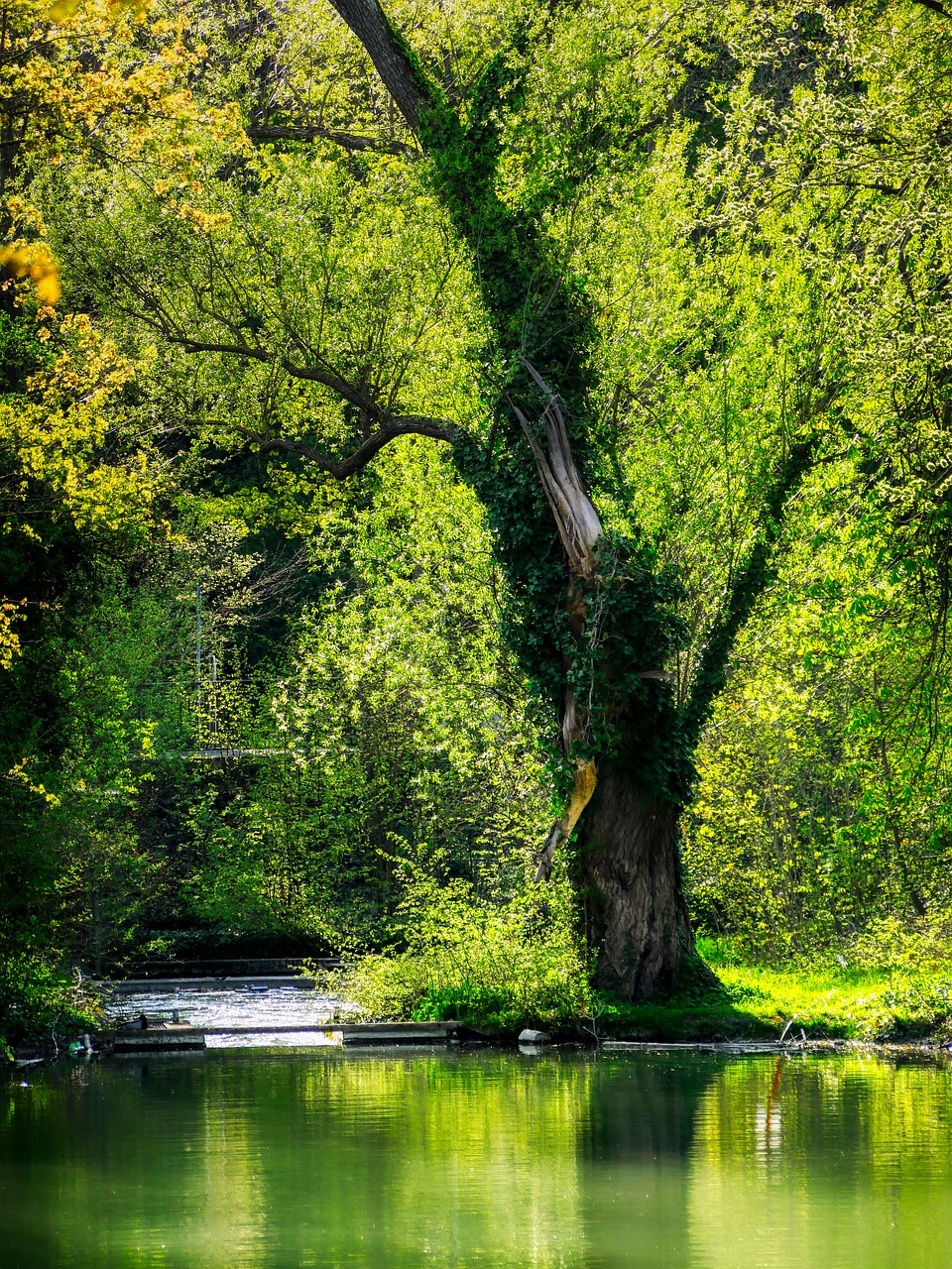 tree  spring  water free photo