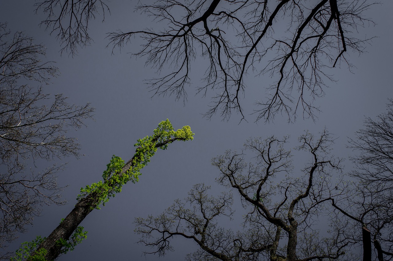 tree  arboretum  spring free photo