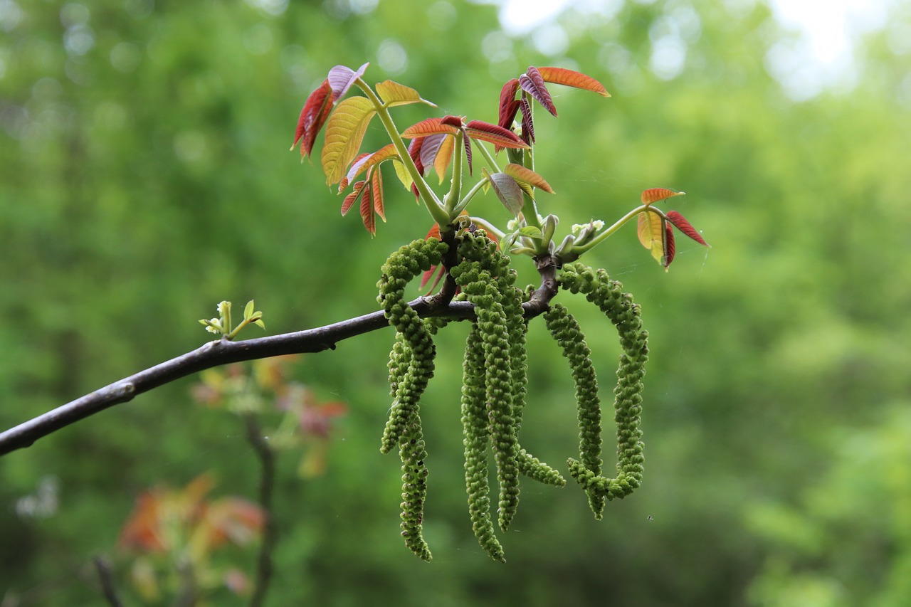 tree  spring  young leaves free photo