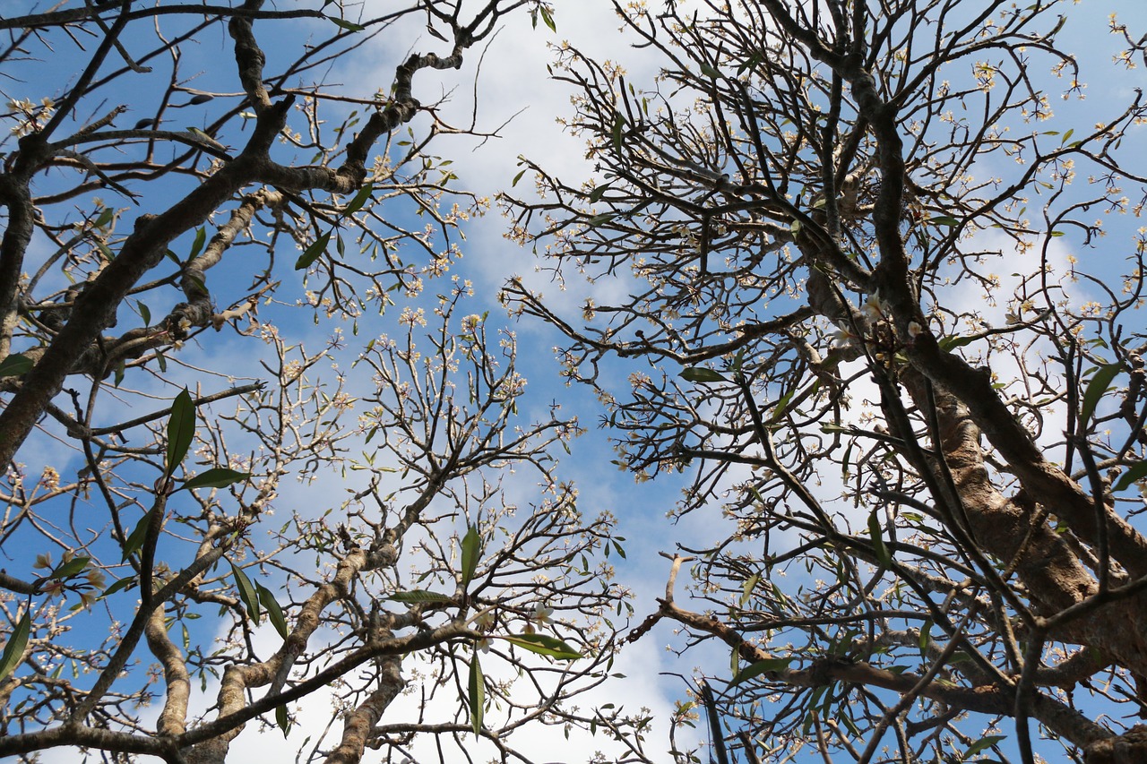 tree  garden  spring free photo