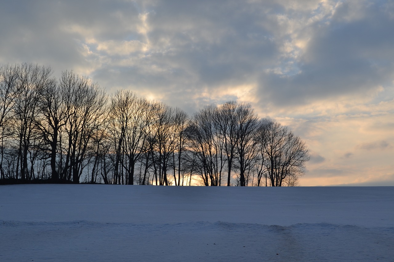 tree  snow  trees free photo