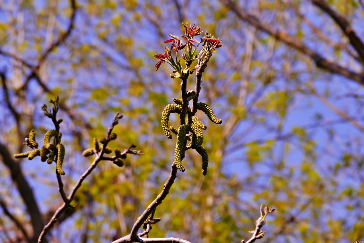 tree  forest  flowering free photo