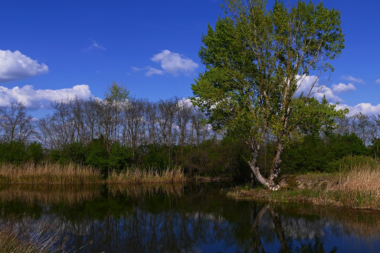 tree  nature  country free photo