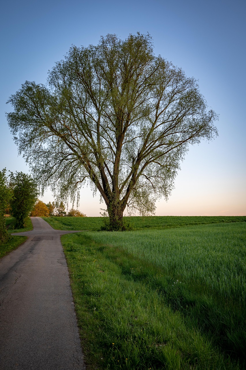 tree  away  evening free photo