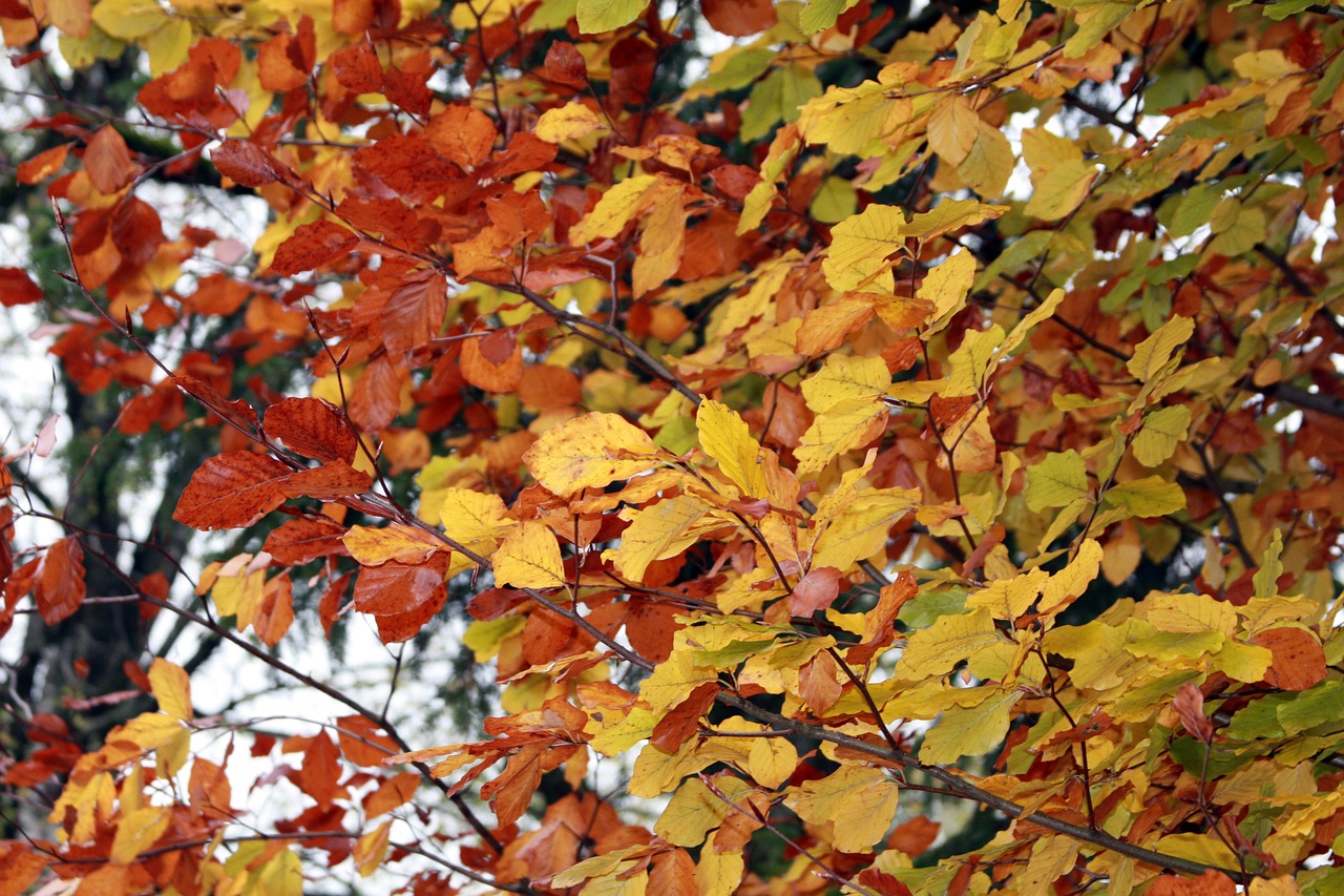 tree  leaves  autumn free photo