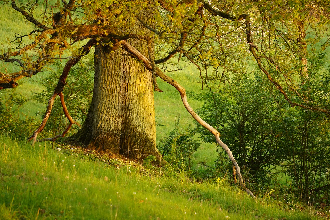 tree  green  forest free photo