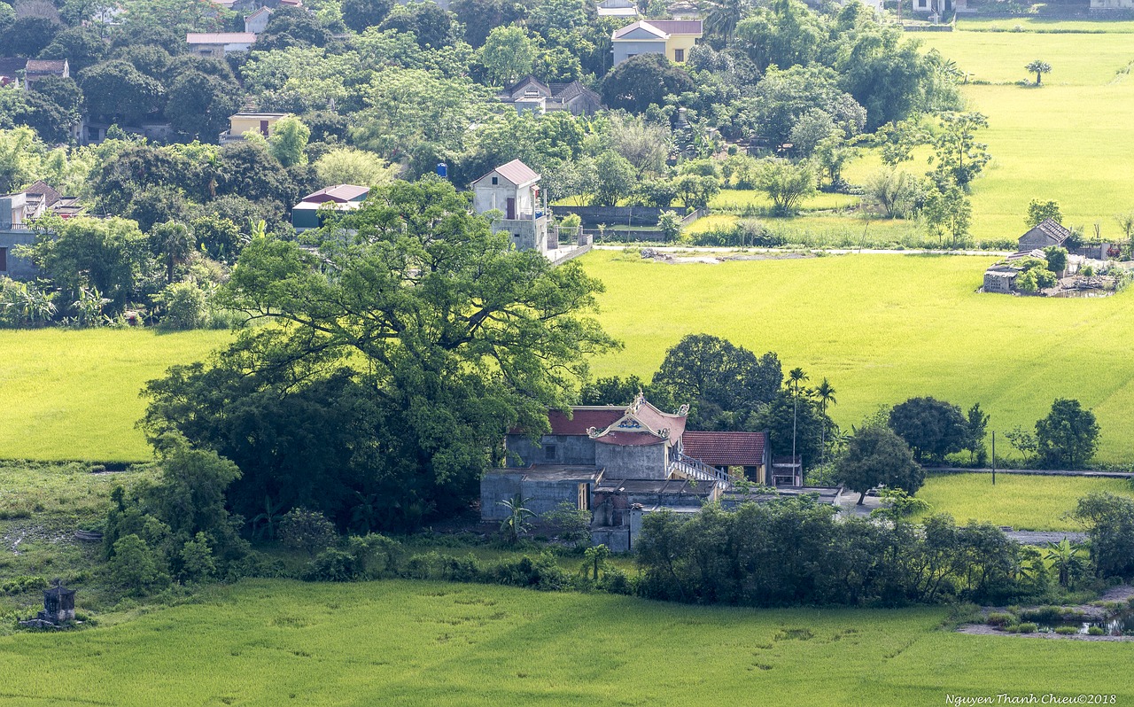 tree  landscape  scenery free photo