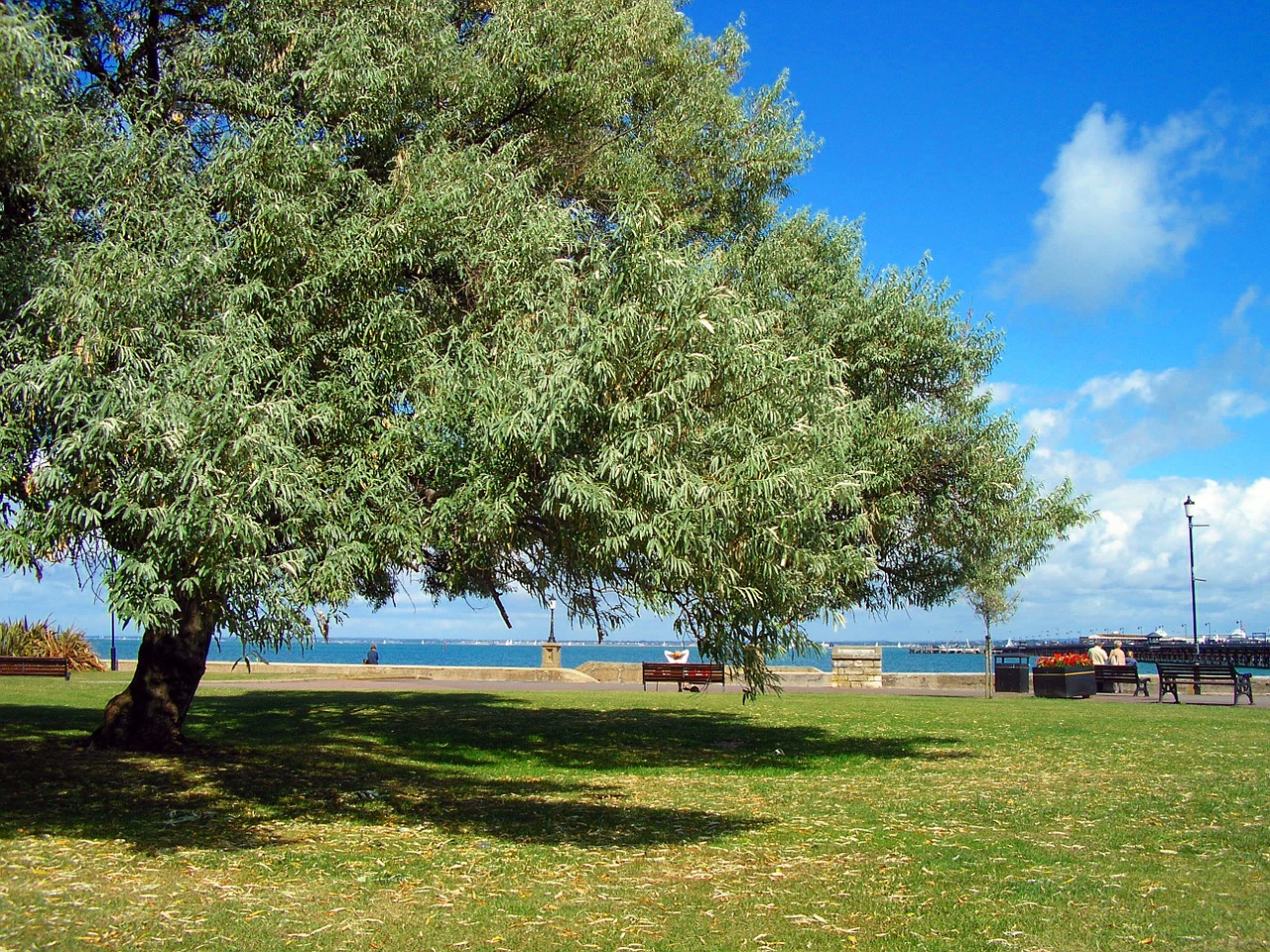 tree landscape seaside free photo