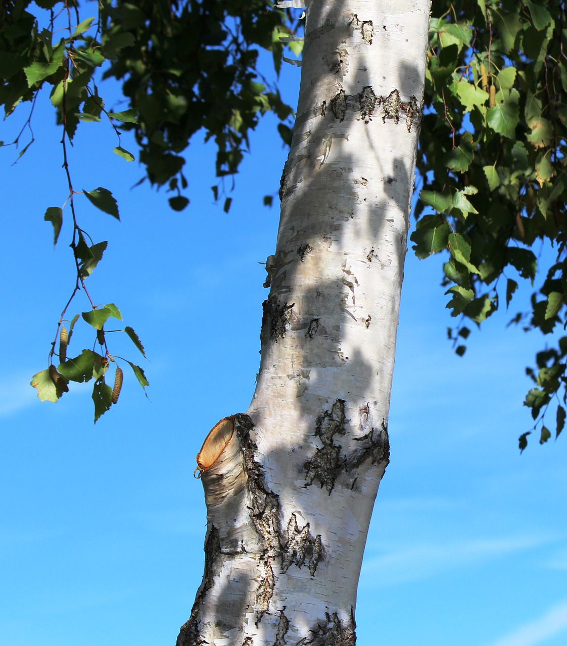 tree birch birch trunk free photo