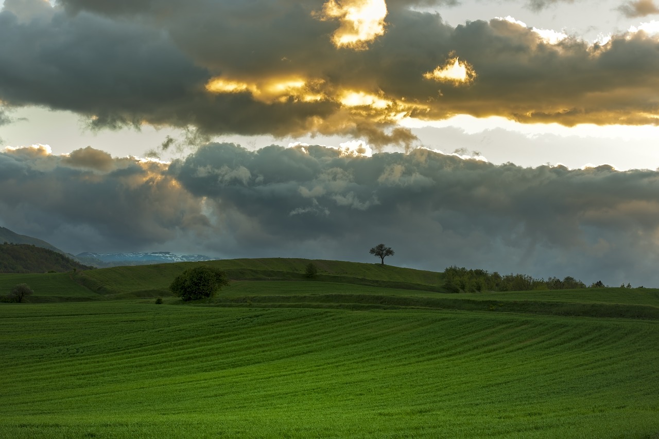 tree  sunset  fields free photo