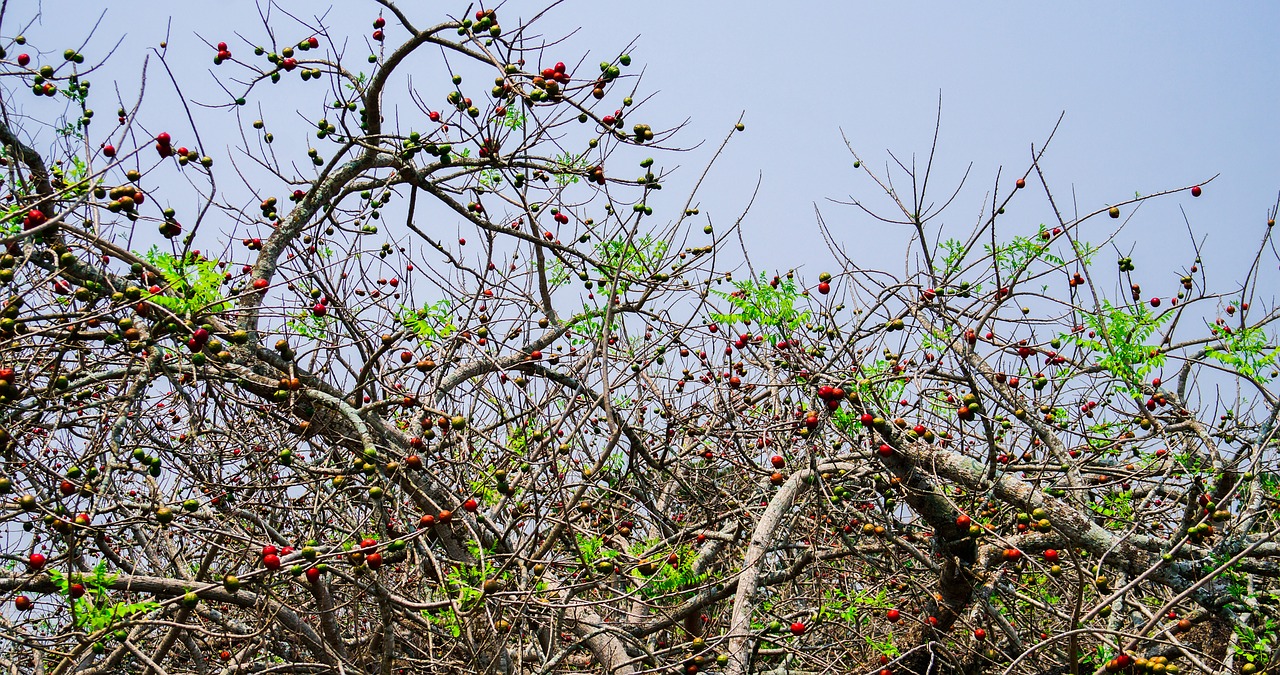 tree  fruit  healthy free photo