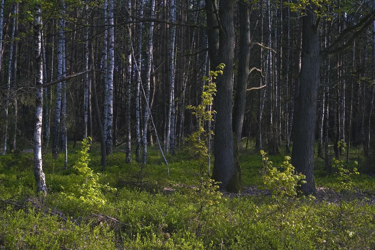 tree  birch  landscape free photo