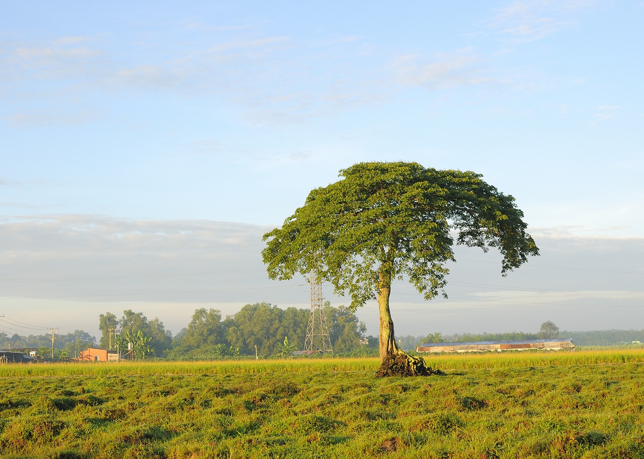 tree  field  landscape free photo